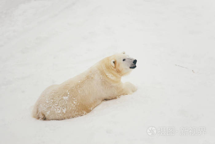 白雪林中的白北极熊躺在地上睡觉照片-正版商用图片