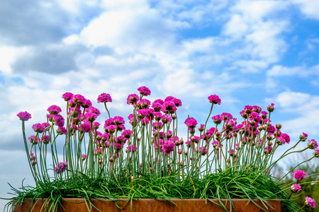 Armeria 国际船运花。贺卡模板