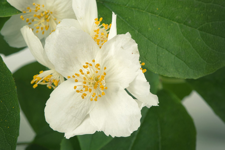 在花园里的茉莉花