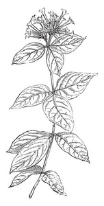 紫 Leiantha 是茜草科家族开花植物的种类。沿茎的卵形形状的叶子。许多花簇在顶部, 复古线条画或雕刻插图