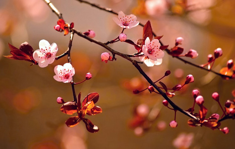 美丽日本樱花樱花