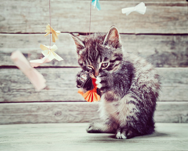 只小猫在玩纸弓
