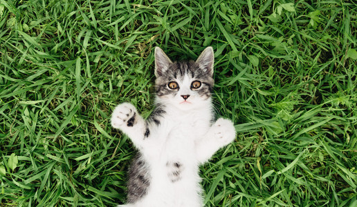 小猫躺在草地上