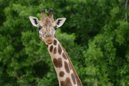 从西班牙马德里的一个动物园的长颈鹿在树的背景下直接看着相机