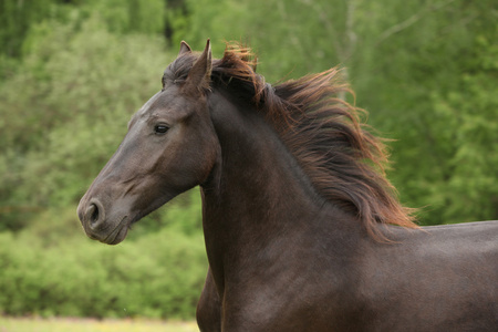 在夏天在牧草上运行 friesian 马