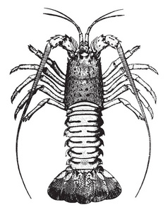 小龙虾是淡水龙虾, 复古线条画或雕刻插图