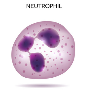 人类白细胞中性粒细胞