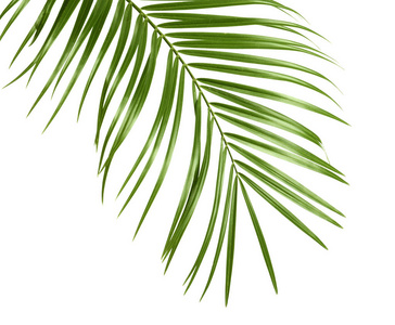 热带西米棕榈树叶子被白色隔开