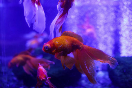许多美丽的彩色金鱼在水中。海底世界