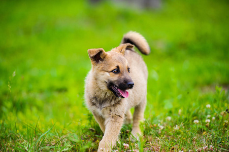 小狗狗正在快乐地奔跑着, 用松软的耳朵在花园里绿草