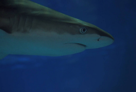 鲨鱼面孔头特写在蓝色水