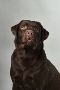 巧克力拉布拉多猎犬工作室肖像