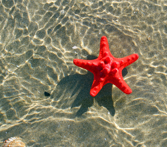 大而稀有的红海星漂浮在海水中