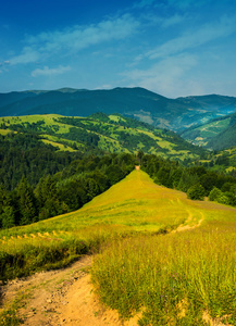 绿草和入山区森林的路径