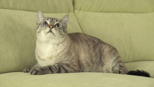 美丽的男性泰国猫在沙发上