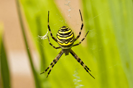 Wespenspinne 或 Argiope Bruennichi Cornacchiaia 与网的特写