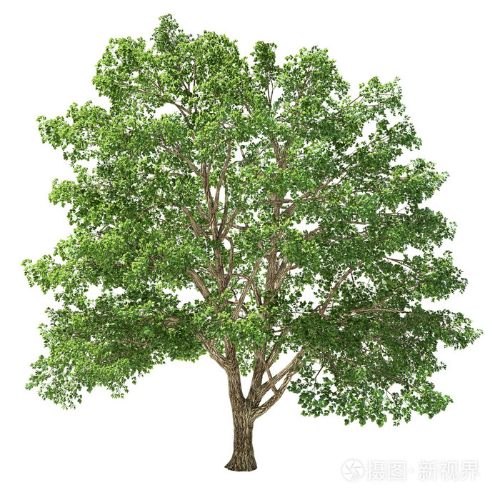 大椴木树孤立