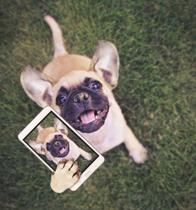 可爱的吉娃娃帕格混合小狗玩户外新鲜的绿色草采取自拍色调与复古复古 instagram 过滤器应用程序或动作效果