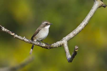 灰色 bushchat 雌鸟在尼泊尔