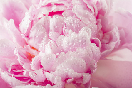 模糊背景下的嫩粉色牡丹花