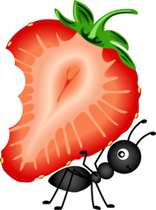 蚂蚁携带草莓切成薄片