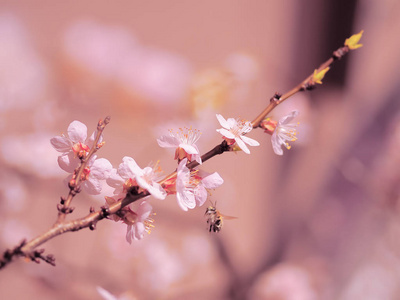 杏花粉红春花