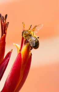 朱蕉花上一只蜜蜂的特写