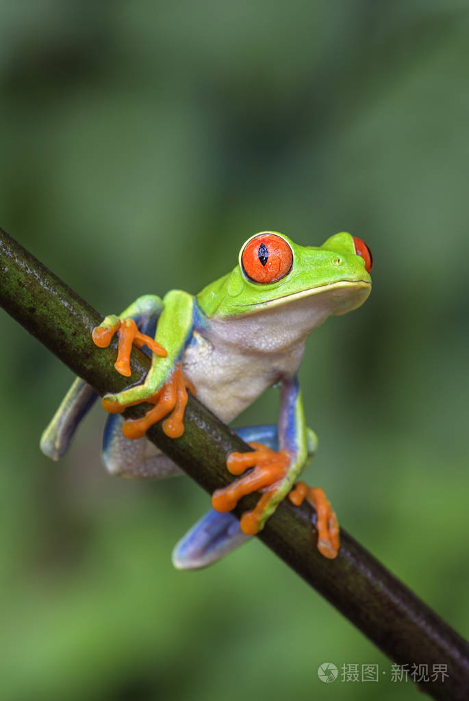 红眼树蛙-agalychnis callidryas 美丽多彩从标志性到中美洲森林 哥