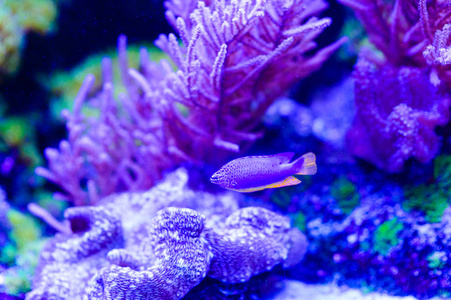 Amphiprion Ocellaris 小丑在海洋水族馆。小丑