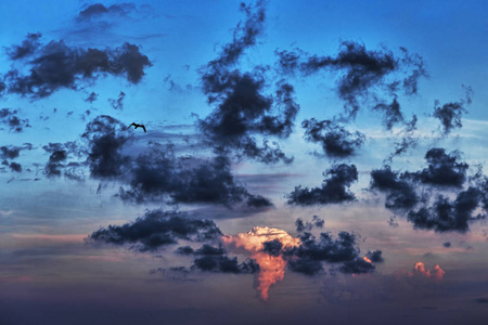 一只小鸟在乌云密布的天空中飞翔选择性聚焦