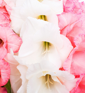 粉色和白色的唐菖蒲花
