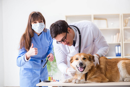 医生和助理检查兽医 cli 中的金猎犬狗