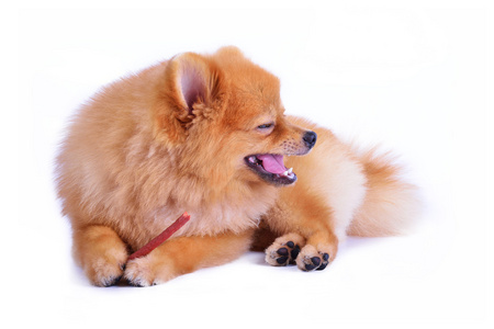 白色背景上孤立的博美犬狗照片