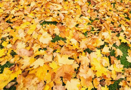 秋天落在地上的黄枫树叶