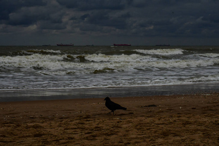 在海滩上的乌鸦