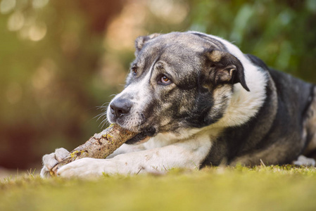 獒犬肖像