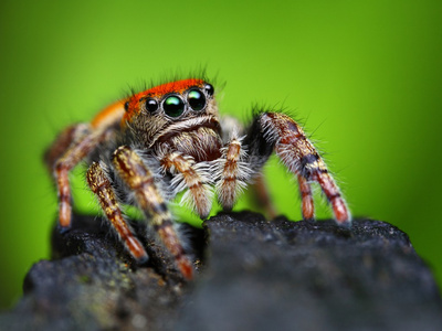 phidippus whitmani 跳跃蜘蛛特写