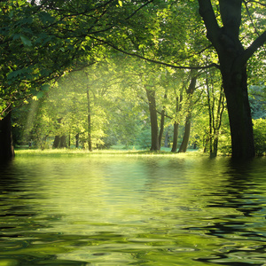 新光在绿色森林与水
