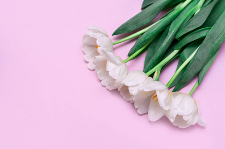 白色郁金香躺在一个角落里, 粉红色的背景