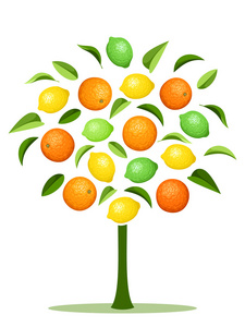 与各种柑橘类水果的抽象树。矢量插画