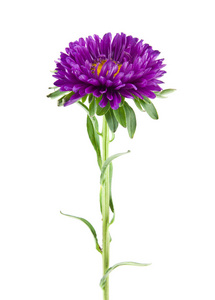 在白色背景上分离的紫花。作为包装设计的一个要素