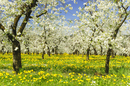 许多盛开的苹果树在田野上与春天的花朵