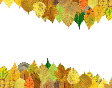 在白色背景上隔绝的秋叶五颜六色的纹理。秋叶背景特写。文本的空位置。秋叶秋季框架组成