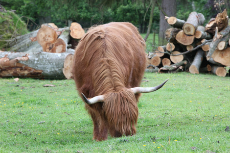 在绿色的草地上苏格兰高地牛