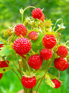 野草莓花束