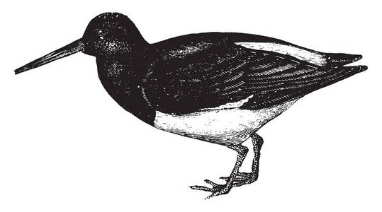 Oystercatcher 是强大的开放贻贝, 复古线绘制或雕刻插图