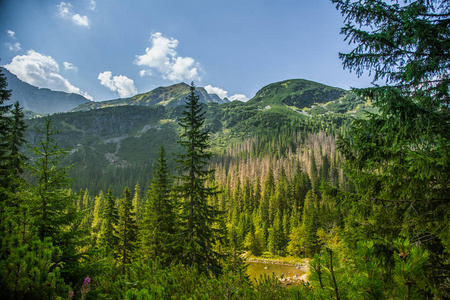 一个美丽的近距离看在小兴安岭的树。山风景与自然树在森林里。Tatra 山脉在斯洛伐克, 欧洲