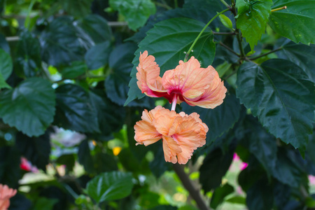 流苏的芙蓉