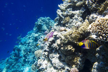 珊瑚鱼水下景观