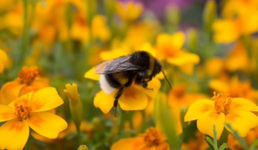 大黄蜂从一朵黄花收集花蜜。花上的大黄蜂。小昆虫。收集花蜜